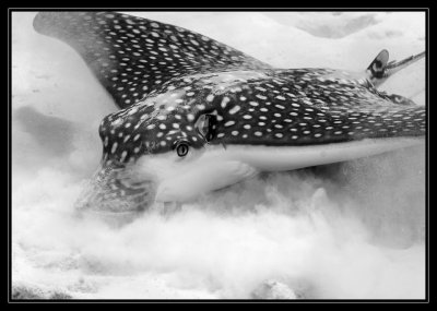 Spotted Eagle Ray Feeding