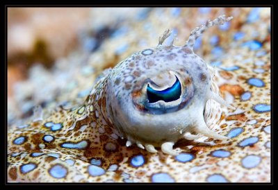 Peacock Flounder Eye