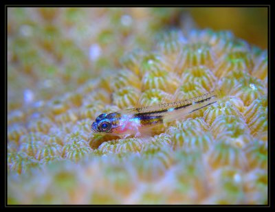 Peppermint Goby