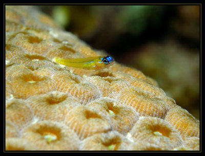 Peppermint goby