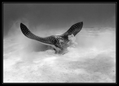 spottted eagle ray feeding in the sand @ Tori's Reef
