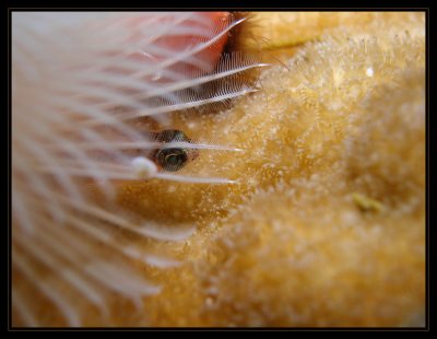 Peppermint Goby peaking from under a Christmas Tree Worm
