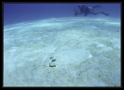 peacock flounder & Rick