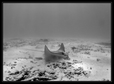 spotted eagle ray