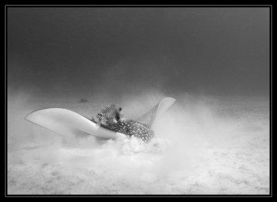 spotted eagle ray w/smooth trunkfish