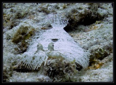 peacock flounder