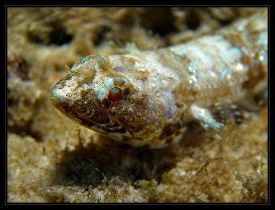 juvenile Sand Diver--notice the shell between the eyes