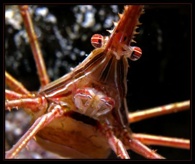 Arrow Crab