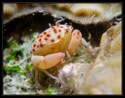juvenille batwing coral crab