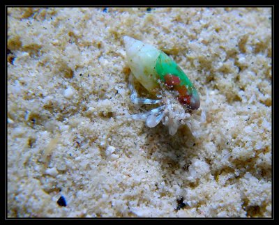 tiny hermit crab in pretty green shell