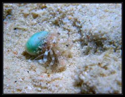 tiny hermit crab in pretty blue shell