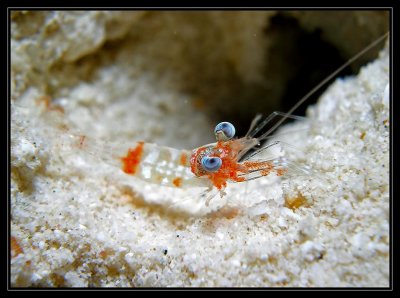 Velvet Shrimp