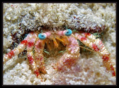 Hermit crab