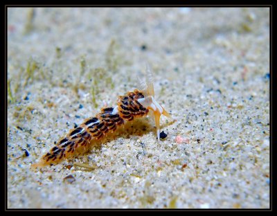 learchis poica nudibranch