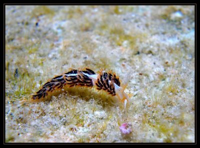 learchis poica nudibranch