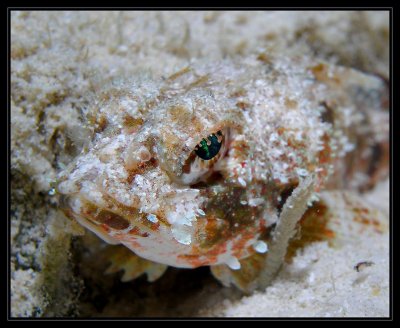 juvenile scorpionfish