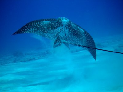 spotted eagle ray