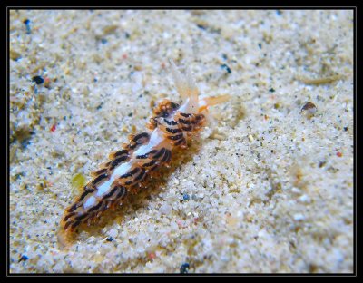 learchis poica nudibranch