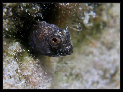 darkheaded blenny