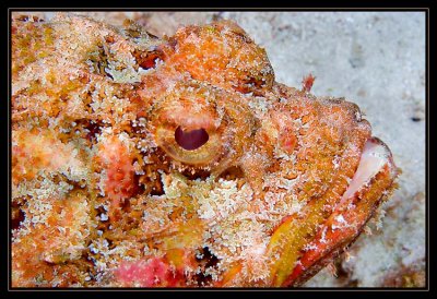 Color of the Scorpionfish
