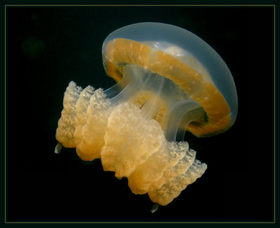 Jellyfish from Jellyfish Lake
