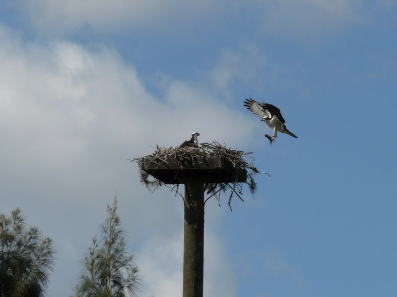 08-OSPREYS 008.jpg
