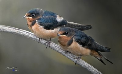 Hirondelles / Swallows