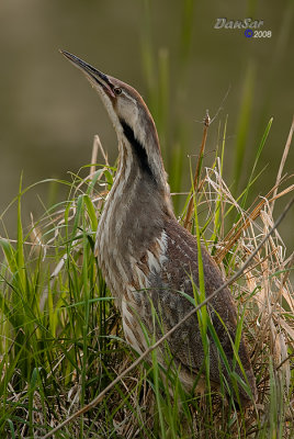 Butor d'Amérique / American Bittern
