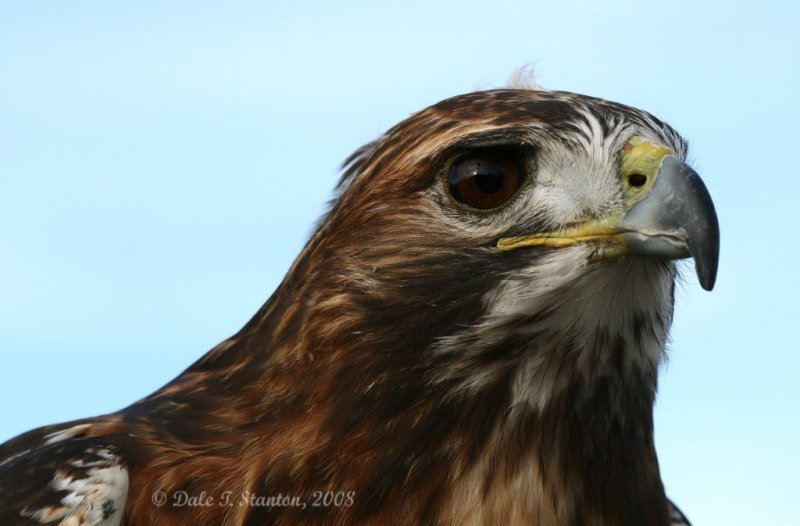 Red Tail Hawk - IMG_1551.JPG