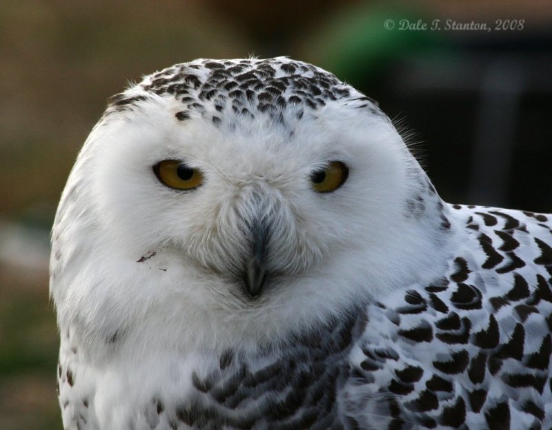 Snowy Owl - IMG_1570.JPG
