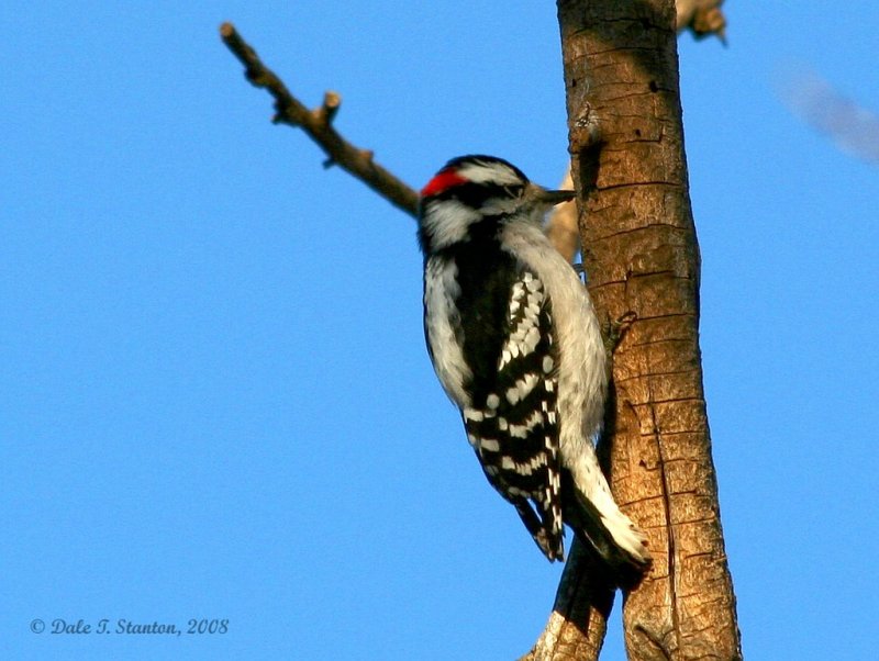 Downy Woodpecker - IMG_2118.JPG