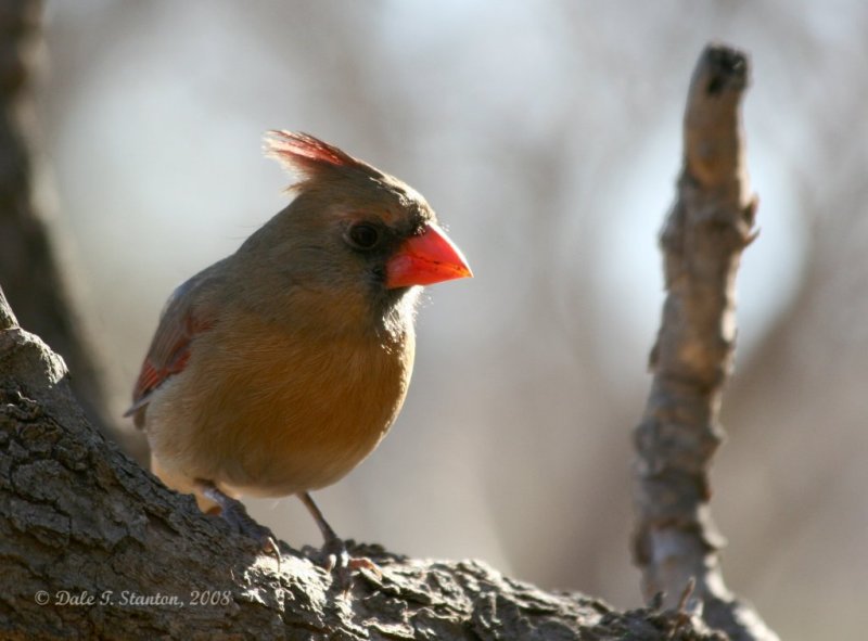 Female Cardinal - IMG_2394.JPG