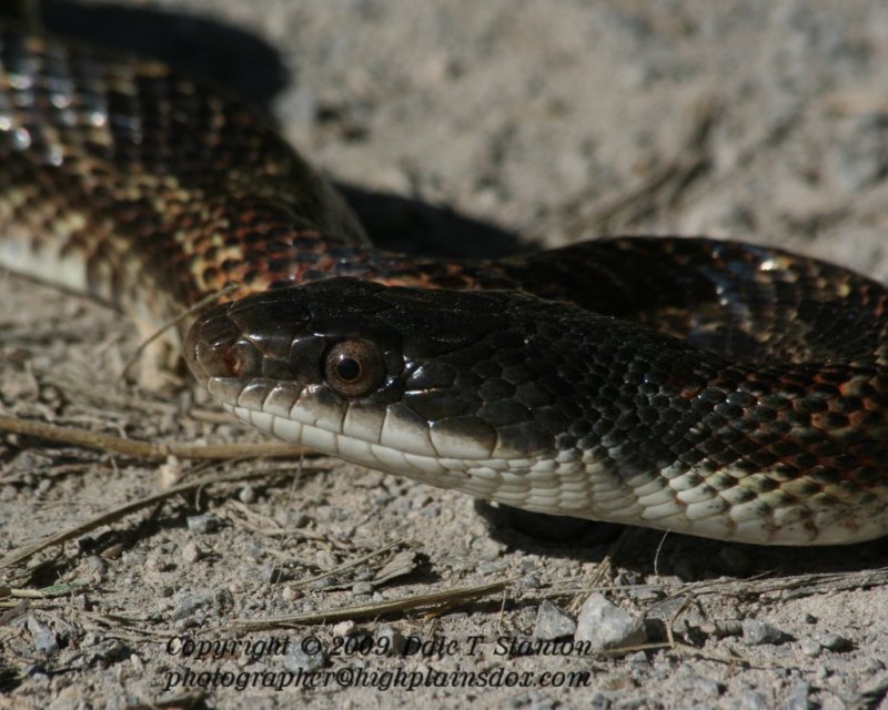 Snake - IMG_5805.JPG