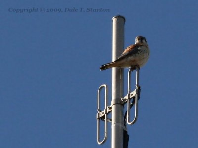 American Kestrel - IMG_3757.JPG