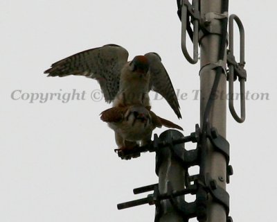 g1/18/513218/3/110510099.d6D8LaSK.jpg