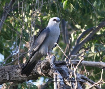 Mississippi Kite - IMG_1034.JPG