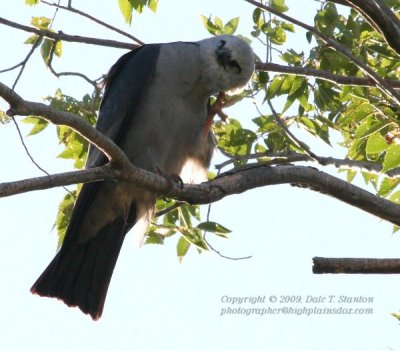 Itchy Kite - IMG_2150.JPG