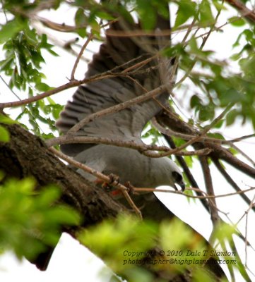 Angry Kite - IMG_2643.JPG