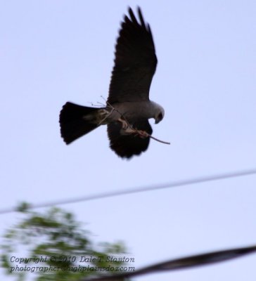 Kite Twig - IMG_3043.JPG