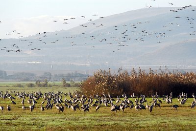 Cranes in Ahula Valley