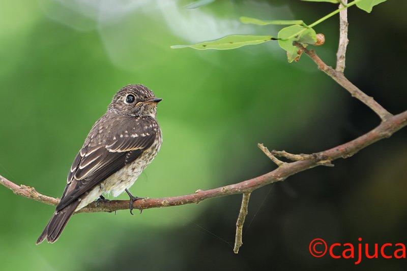 Dark-sided Flycatcher (Muscicapa sibirica)  - Juvenile