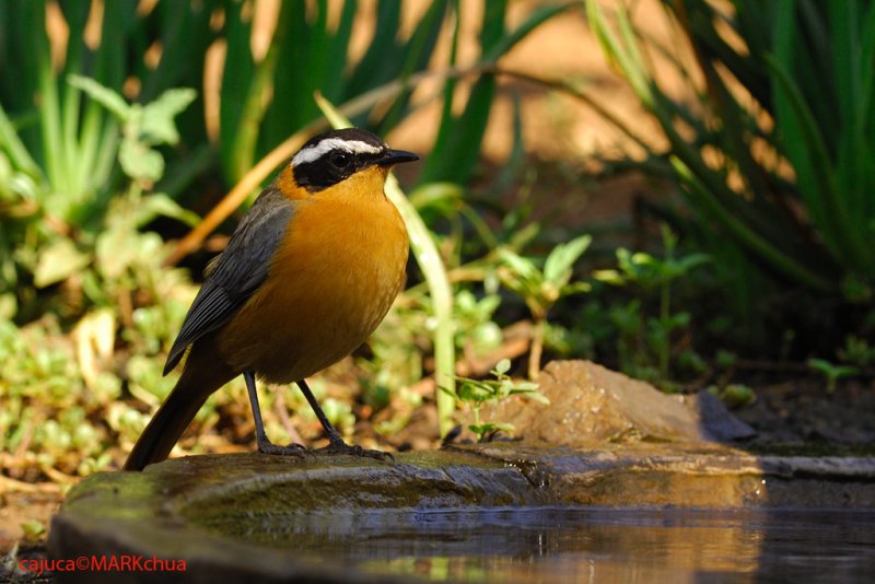 White-browed Robin-Chat