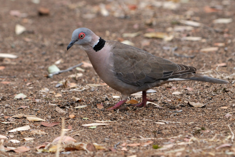 African Mourning Dove (Streptopelia decipiens)