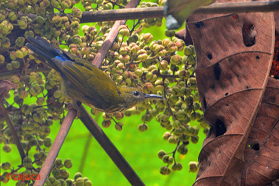 Purple-naped Sunbird (Hypogramma hypogrammicum)