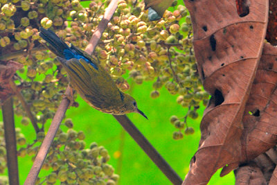 Purple-naped Sunbird (Hypogramma hypogrammicum)