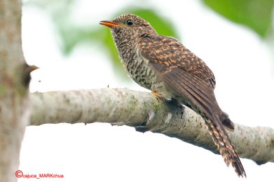 Rusty-Breasted Cuckoo, Juvenile