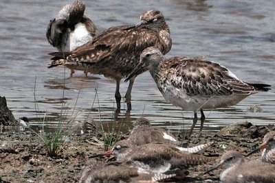 Great Knot ( Calidris tenuirostris )