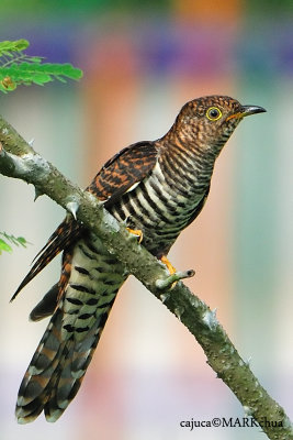 Oriental Cuckoo (Cuculus saturatus)