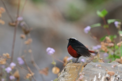 White-capped Water-redstart (Chaimarrornis leucocephalus)