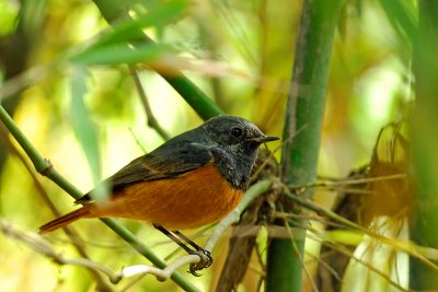 Black Redstart (Phoenicurus ochruros)